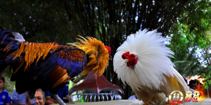 Sư kê cần phải hiểu rõ khả năng chiến đấu của các loại vảy